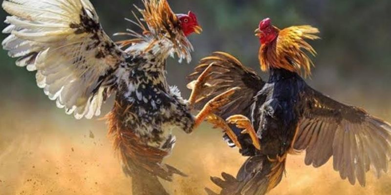 Chiến thuật đặt cược đá gà trực tuyến an toàn